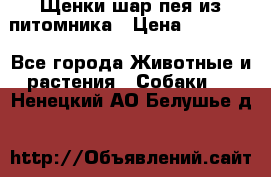 Щенки шар-пея из питомника › Цена ­ 15 000 - Все города Животные и растения » Собаки   . Ненецкий АО,Белушье д.